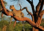 Wild North Safari: 4-Day Samburu & Meru Adventure