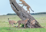 Cheetahs scanning the open savannah in the Maasai Mara National Reserve during a game drive