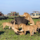 3-Day Maasai Mara Safari: Big Five Adventure