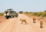 1-Day Nairobi Wildlife Safari: Big Game by the City