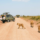 1-Day Nairobi Wildlife Safari: Big Game by the City