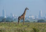 Nairobi National Park