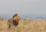 Nairobi National Park