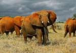 Tsavo East National Park