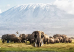 Amboseli National Park