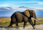 Amboseli National Park