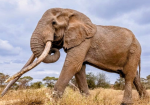 Amboseli National Park