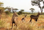 Bushbucks grazing in Meru National Park during a Kenya safari