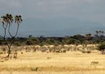 Meru National Park