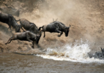 Maasai Mara National Reserve